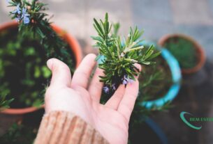 benefício do alecrim